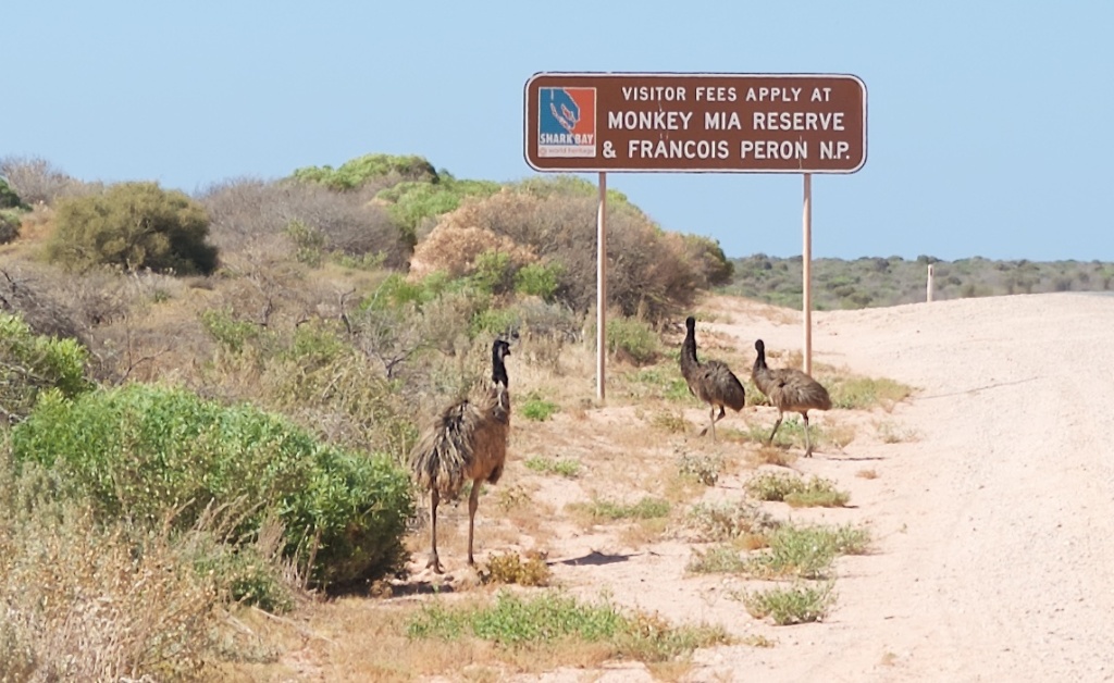 Big Dad Emu rounds up his youngsters